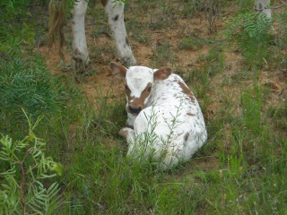 New Longhorn Heifer Calf Mascarilla