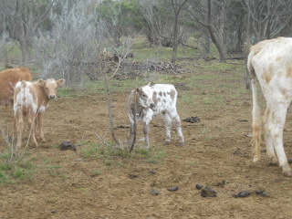 New Pure Longhorn Calf Mateo