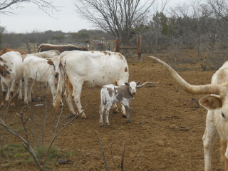 Another View of New Pure Longhorn Calf Mateo