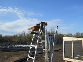 William the Cat Supervising Meat Dryer Construction