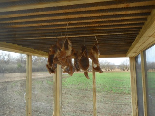 Meat Dryer with Brined/Spiced Meat Hanging
