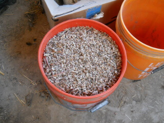 Bucket of Scraped Milo Seeds
