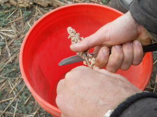 Scraping Milo Heads