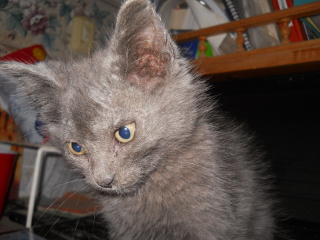 Mimi as a Kitten