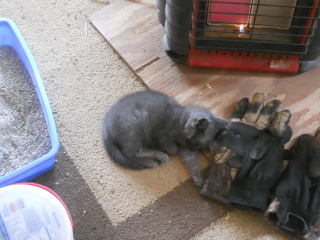 Mimi by the Heater