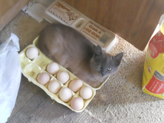 Mimi in an Egg Carton