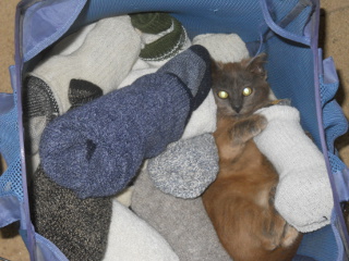 Mimi in the Laundry