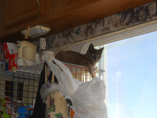 Mimi on Top of the Pantry
