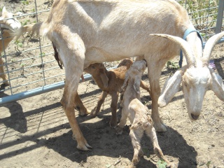 New Goat Kids Desi and Lucy