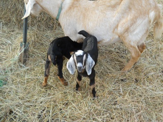 New Goat Kid Ralphie