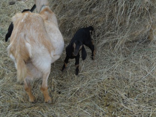 New Goat Kid Alice
