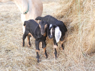 New Goat Kids Ralphie and Alice