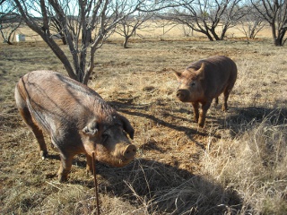 Duroc Gilt Missy and Boar Wilbur