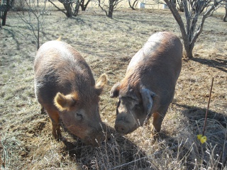 Duroc Boar Wilbur and Gilt Missy