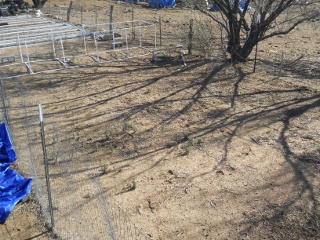 Garden 1 Before Mulching