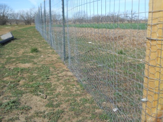 Garden 2 Fencing with Chicken Wire