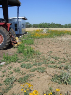 Mulch Area with Weeds Before Mowing and Mulching