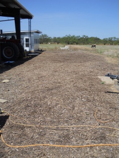 Mulch Area with Few Weeds After Mulching