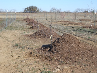 Mulch Piles in the Orchard
