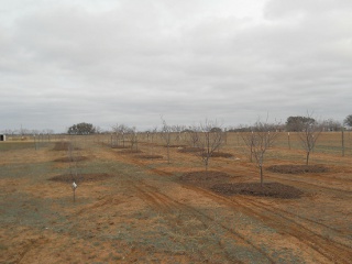 Mulch Spread Around Orchard Trees