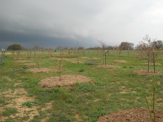 Mulch in Orchard North View