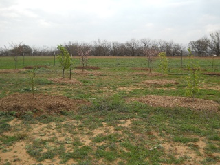 Mulch in Orchard East View