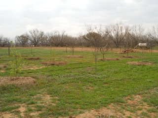 Mulch in Orchard South East View