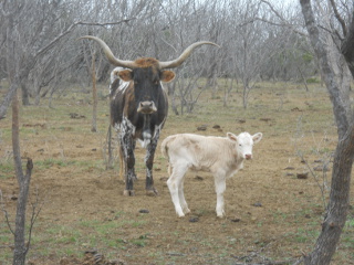 New Pure Longhorn Calf Natilla