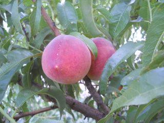 Up-Close Nectarines 2014