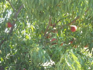 Nectarines 2014