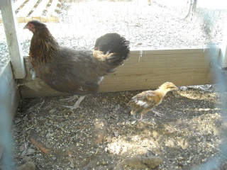 New Game Hen and Chick Summer 2010