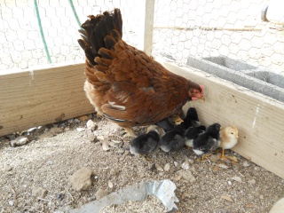 New Chicks Hatched Early April 2012