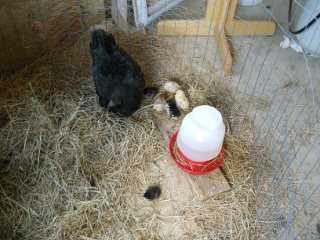 New Chicks 2012 Fourth Hatching