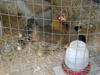 New Chicks 2012 Fifth Hatching