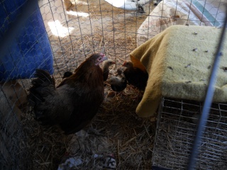 New Chicks 2012 Seventh Hatching