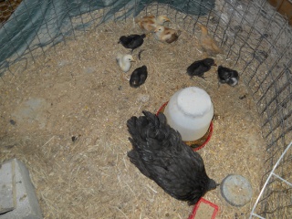 New Chicks 2012 Eighth Hatching