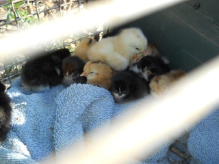 New Chicks 2012 Eleventh Hatching