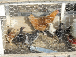 New Chicks 2012 Twelfth Hatching