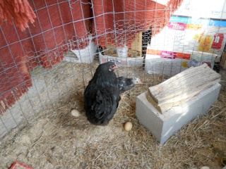 New Chicks 2012 Eighth Hatching Chick with Other Mother Hen