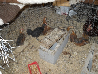 New Chicks 2012 Thirteenth Hatching