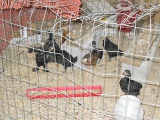 New Chicks 2012 Fourteenth Hatching