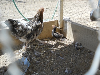 New Chicks 2012 Fifteenth Hatching