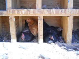 Another Broody Australorp Hen