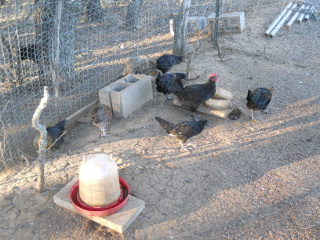 New Chicks 2012 Sixteenth Hatching in Pen Area