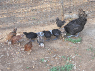 Second Chick Hatching of 2013 in Chicken Pen