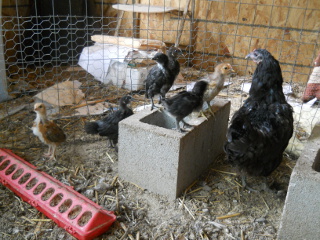Third Hatching of Chicks 2013