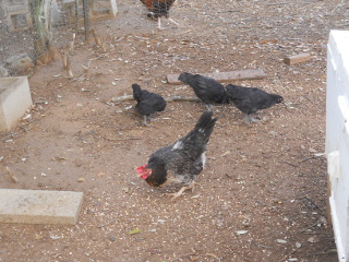 First Chicks of 2014