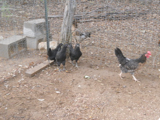 More of the First Chicks of 2014