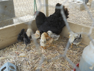 Second Hatching of Chicks in 2014