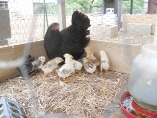 More of the Second Hatching of Chicks in 2014
